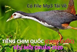 Quốc Kêu Tiếng Quốc Kêu